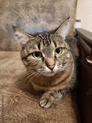 The cat is resting on the couch