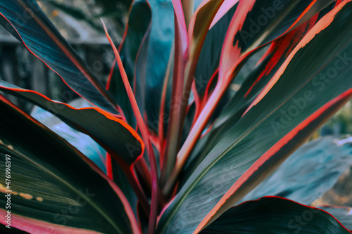 Leaf or plant Cordyline fruticosa leaves calming coral colorful vivid tropical nature background photo