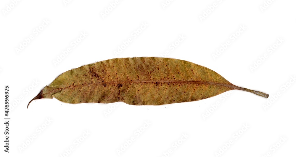 leaf isolated on white background	