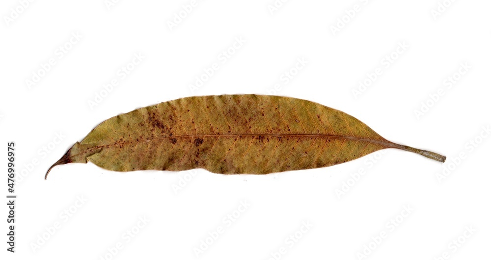 leaf isolated on white background leaf isolated on white background