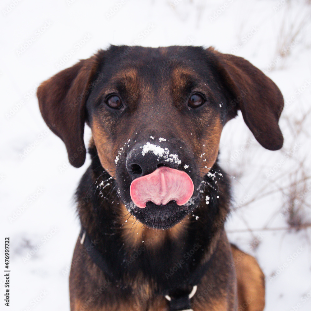Zima