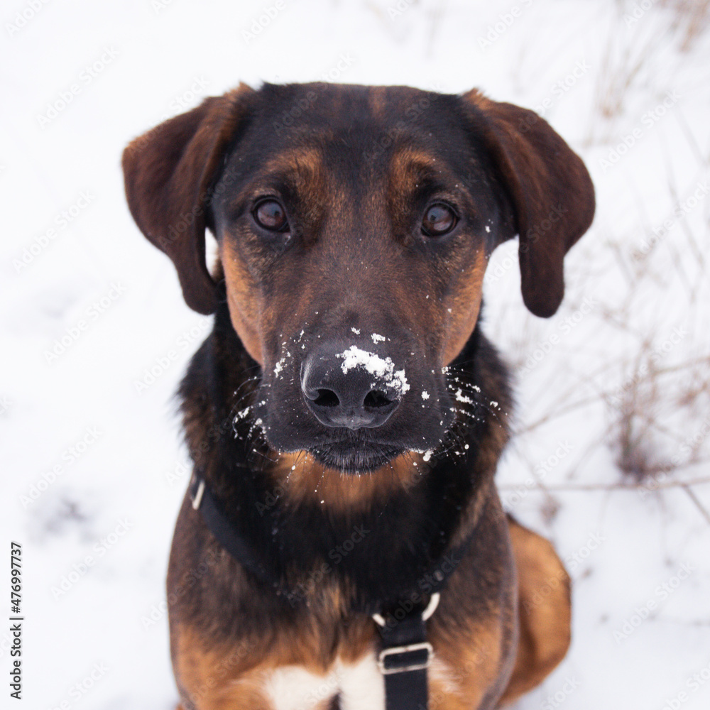 Zima