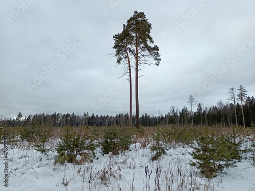 Big and small Christmas trees
