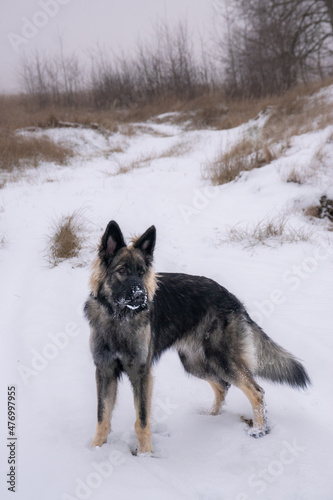 Owczarek Staroniemiecki - zima © Aruru