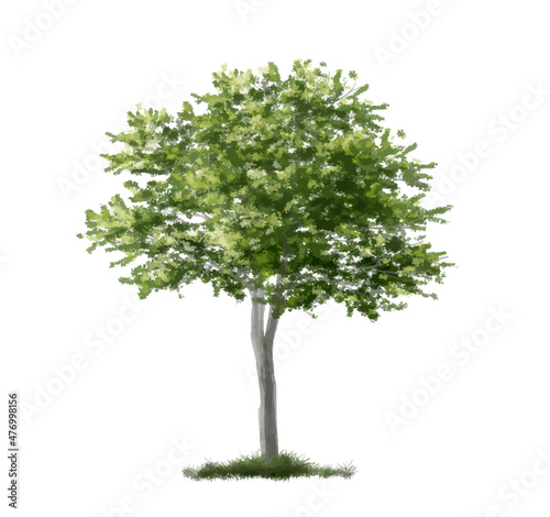 Vector of abstract watercolor tree side view isolated on white background for landscape plan and architecture layout drawing, elements for environment and garden