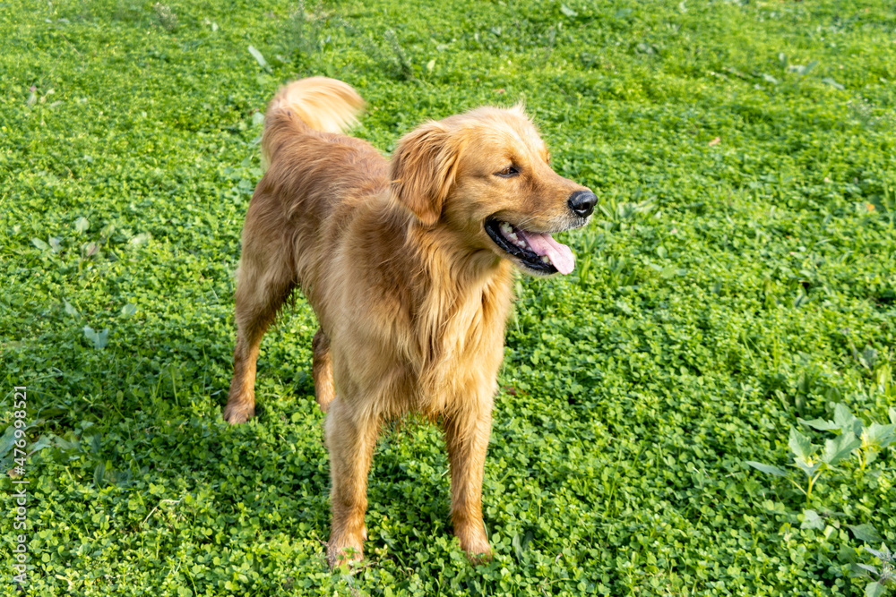 Scottish Golden Retriever dog standing on green grass in nature Scottish Golden Retriever dog standing on green grass in nature