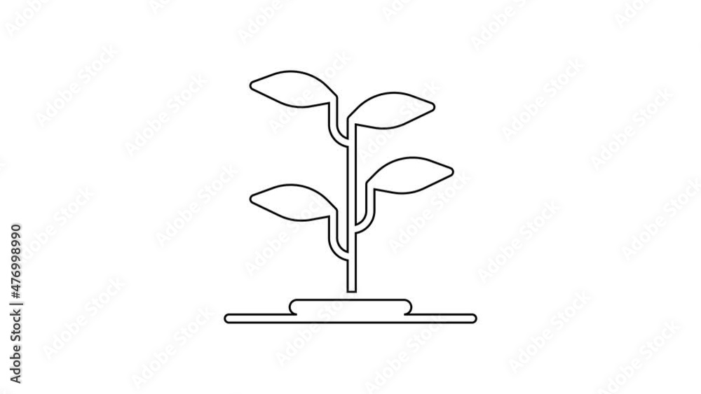 Black line Sprout icon isolated on white background. Seed and seedling. Leaves sign. Leaf nature. 4K Video motion graphic animation Black line Sprout icon isolated on white background. Seed and seedling. Leaves sign. Leaf nature. 4K Video motion graphic animation