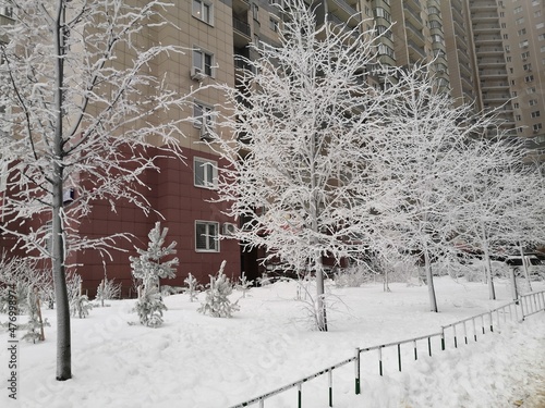 Snow-white trees and shrubs in winter