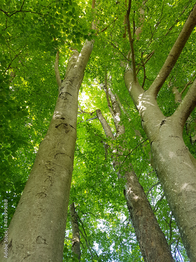 Fototapeta premium Beech, Fagus, sylvatica