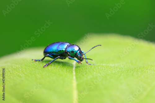 Leaf beetle on wild plants, North China © zhang yongxin