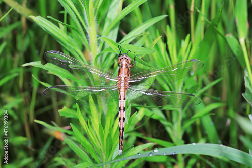Dragonflies on wild plants, North China