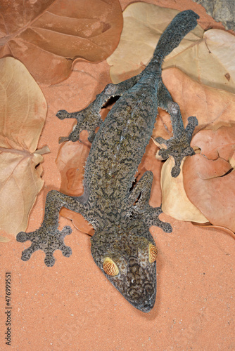 Portrait of a giant leaf tail gecko (Uroplatus fimbriatus) photo