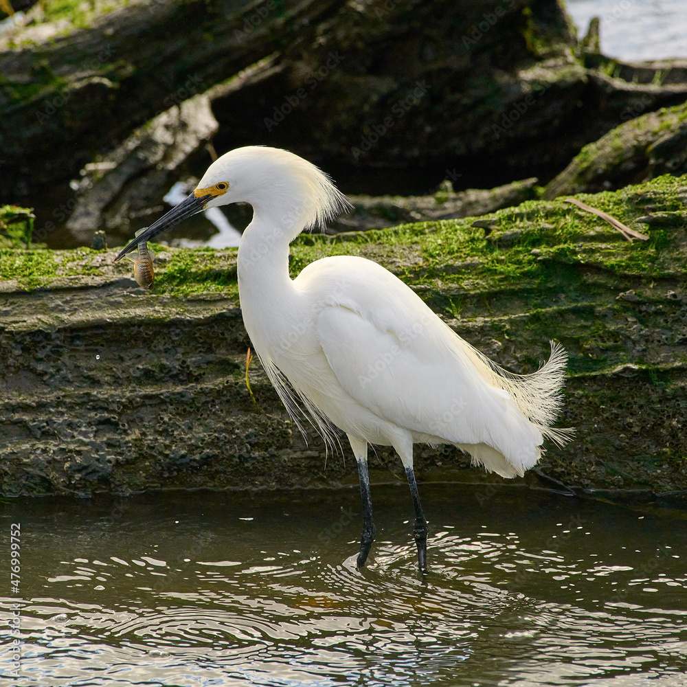 Naklejka premium A Snowy Egret catching a fish.