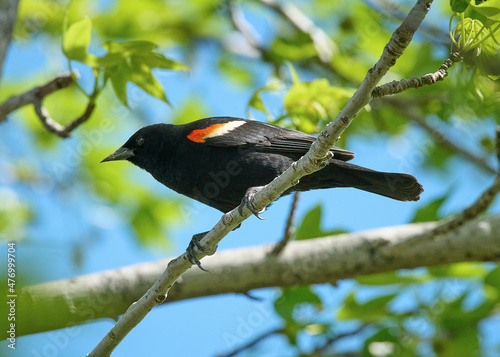 A Red Winged Blackbird sitting on a branch.