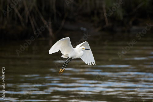 A Snowy Egret flying over wter.