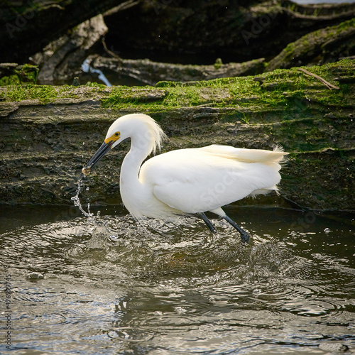 A Snowy Egret catching a fish.