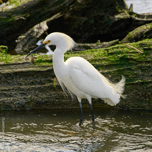 A Snowy Egret catching a fish.