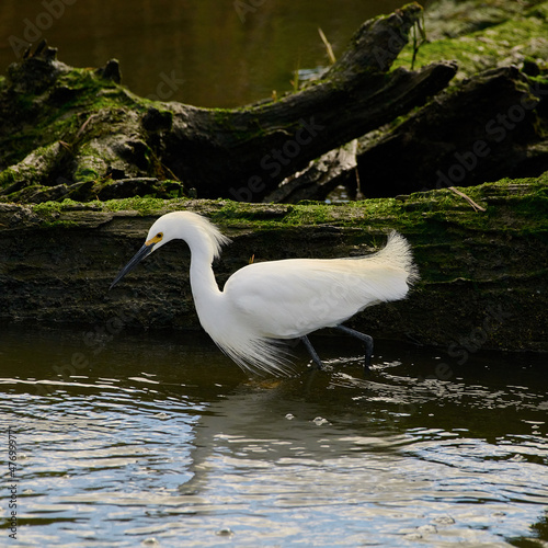 A Snowy Egret spotting a fish.