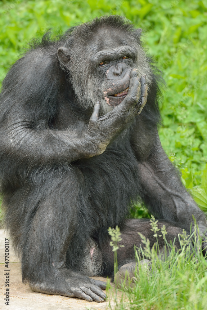 Chimpanzee portrait with curious expression (Pan trodglodytes Chimpanzee portrait with curious expression (Pan trodglodytes