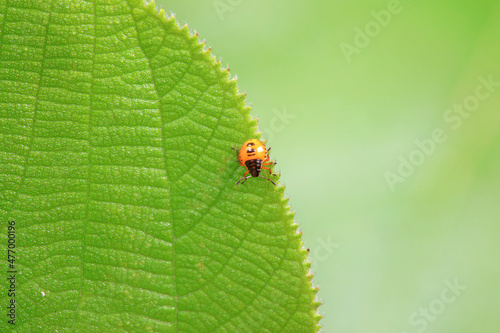 Hemiptera bugs in the wild, North China