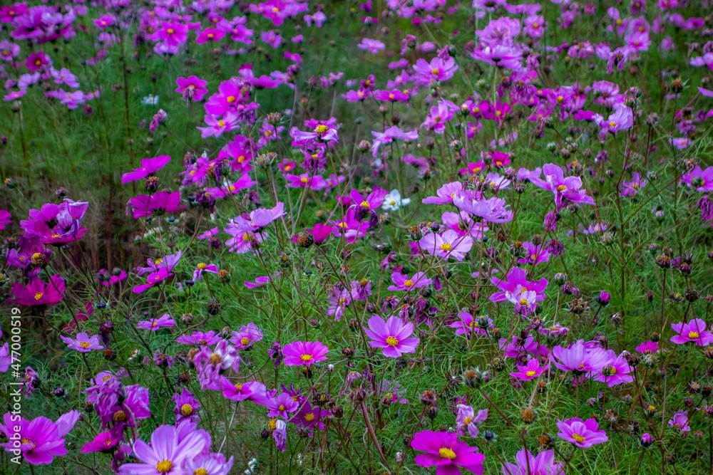 field of flowers field of flowers