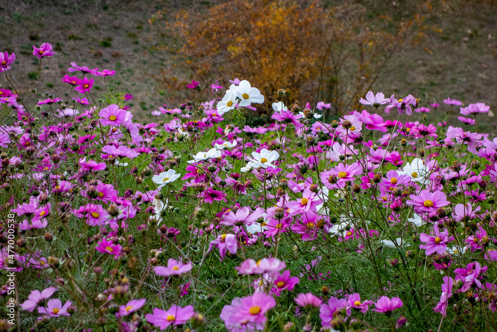 Fototapeta premium field of flowers