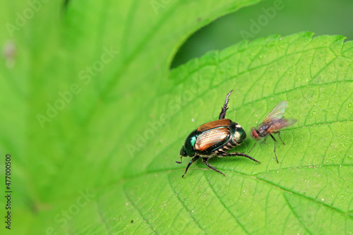 Flies on wild plants, North China