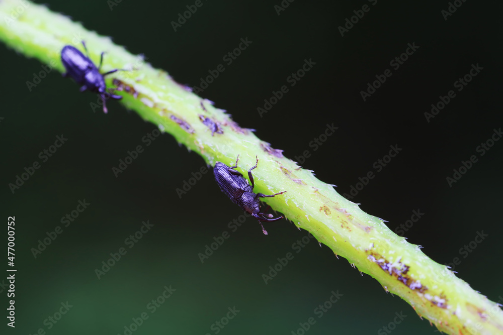 Weevil on wild plants, North China