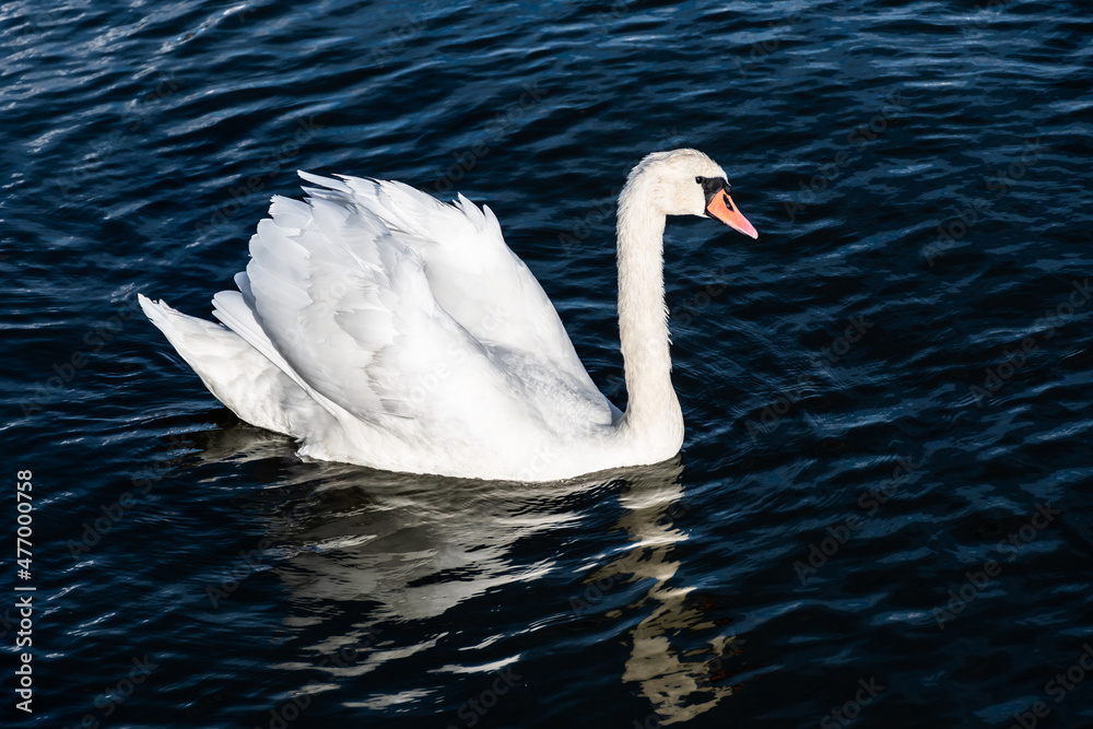 White Swan, waterfowl on the lake. White Swan, waterfowl on the lake.