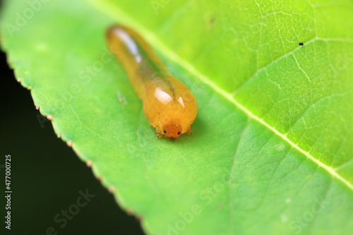 Leaf bee larvae on wild plants, North China