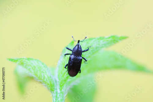 Weevil on wild plants  North China