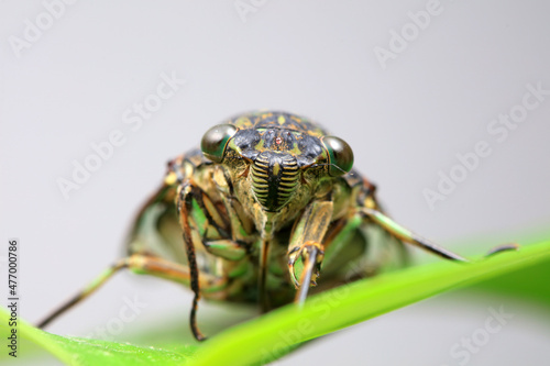 Leaf cicada on wild plants, North China photo