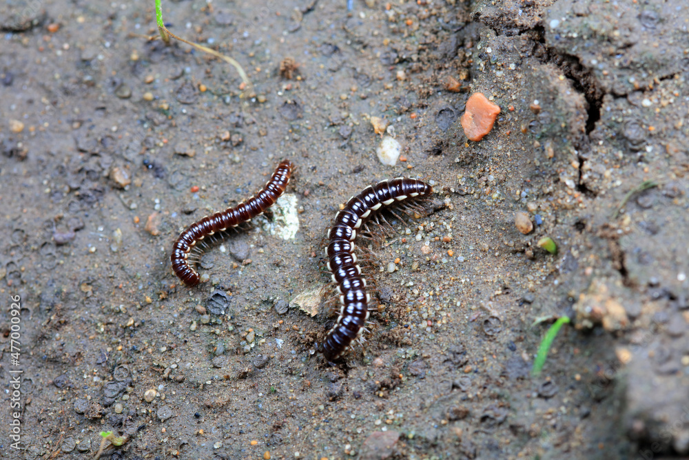 class diplopoda animal in the wild, North China class diplopoda animal in the wild, North China