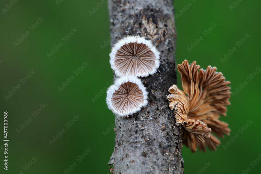 Cleft wrinkle fungus, a wild fungus, North China Cleft wrinkle fungus, a wild fungus, North China