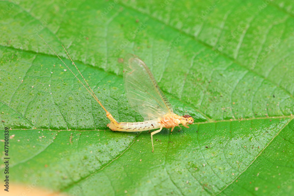 Mayfly, a very short-lived insect, North China Mayfly, a very short-lived insect, North China