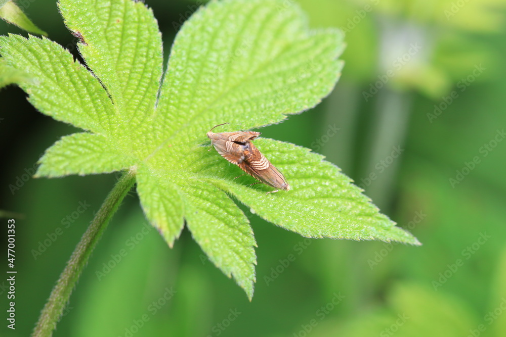 Lepidoptera insects in the wild, North China Lepidoptera insects in the wild, North China
