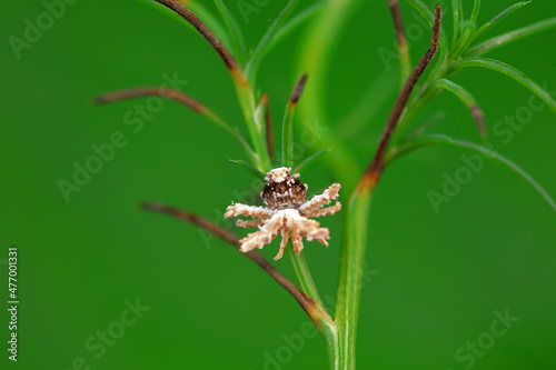 Hemiptera wax Cicadellidae insects on wild plants, North China