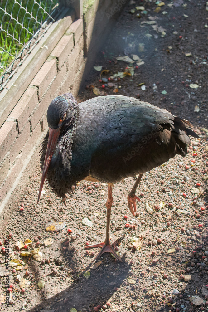 Fototapeta premium The black stork (Ciconia nigra) on the zoo.