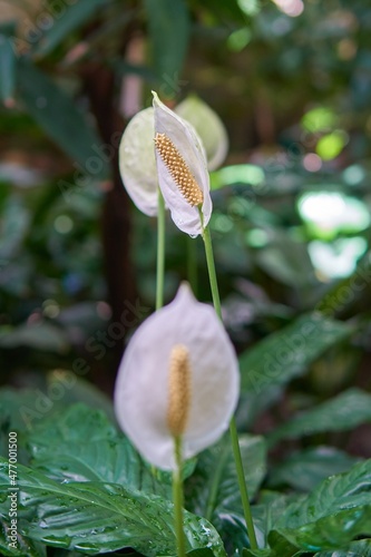 Three Peace Lily (Spathiphyllum cochlearispathum) flowers in the garden.