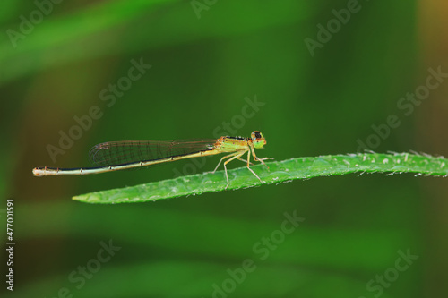 damselfly, a dragonfly insect, North China © zhang yongxin