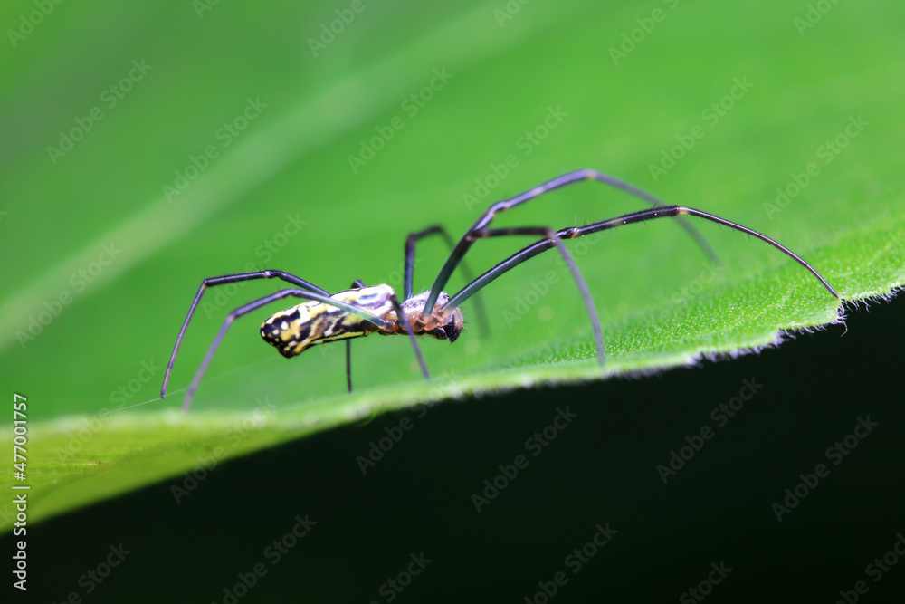 Spiders in the wild, North China Spiders in the wild, North China