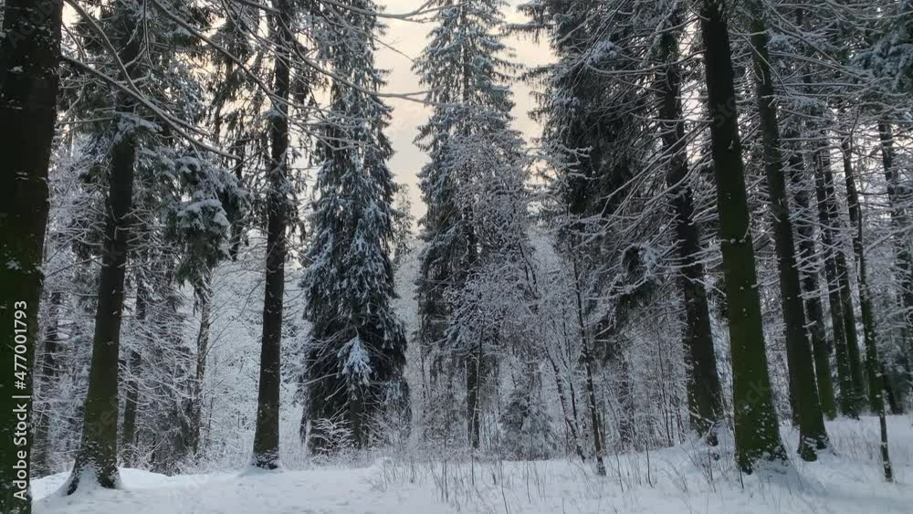 Winter forest in the snow Winter forest in the snow