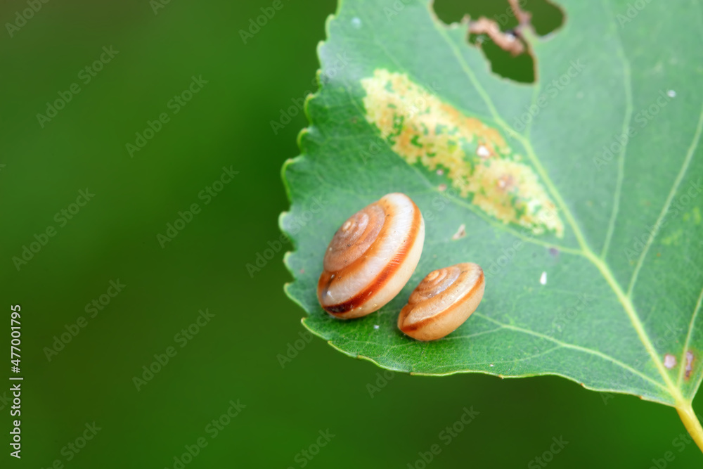 Snails on wild plants, North China Snails on wild plants, North China