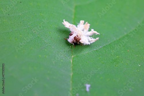 Hemiptera wax Cicadellidae insects on wild plants, North China photo