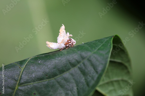 Hemiptera wax Cicadellidae insects on wild plants, North China photo