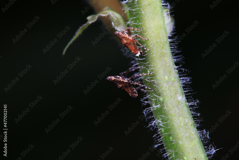 Naklejka premium Hemiptera wax Cicadellidae insects on wild plants, North China