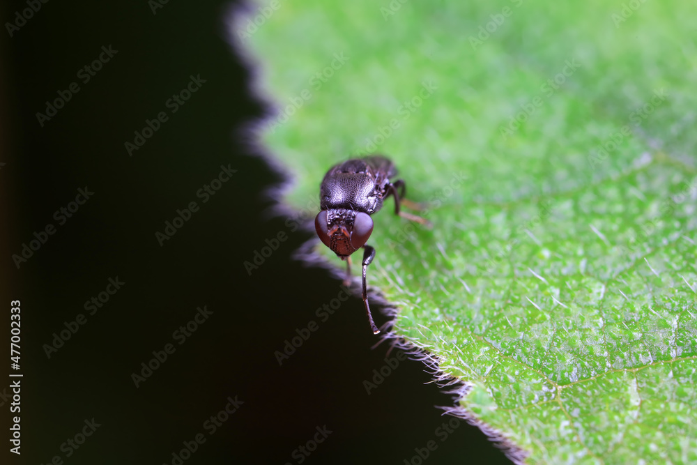 Naklejka premium Flies on wild plants, North China