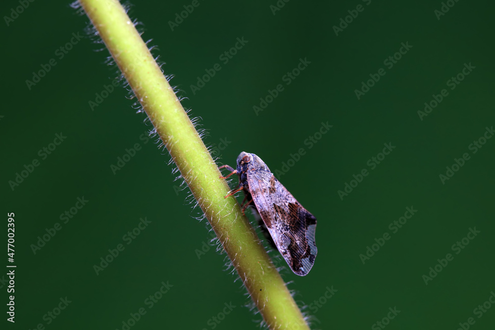 Hemiptera wax Cicadellidae insects on wild plants, North China Hemiptera wax Cicadellidae insects on wild plants, North China