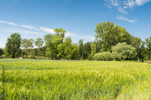 Green meadow with blooming grasses and trees at the Flemish countryside around Gooik, Belgium