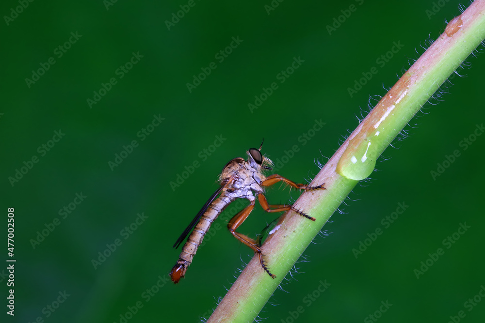Insectivorous Gadfly in the wild, North China Insectivorous Gadfly in the wild, North China